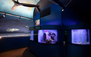 rsz 4 marine science gallery at the roundhouse aquarium SKECHERS PRESIDENT MICHAEL GREENBERG REVIVES THE ROUNDHOUSE AQUARIUM AT CALIFORNIA’S MANHATTAN BEACH PIER